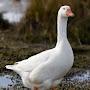 @The_Silliest_Of_Gooses