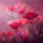 @همسالقلوب-خ9و