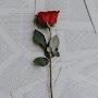 @reignedaniellevergara1447