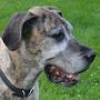 @spoiledrottengreatdane9580