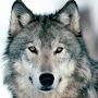 @wolfgray9518
