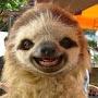 @stonedsloth6367
