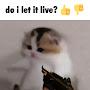 @notnopee