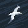 @HappyAlbatross-nc4ew