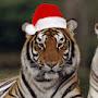 @christmastiger