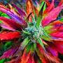 @Willie_Weed