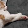 @mycatnamewolrd