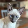 @mooncat24