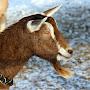 @GoatMan1999