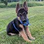 @pawpower1023