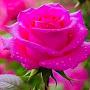 @merrie76