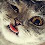 @arthurfonzerelli6484