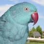 @BirdTalk13
