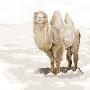 @thewintercamel2874