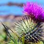 @scot76thistle51