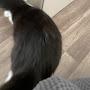 @thecatlover2700