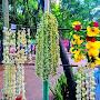 @Safa..420