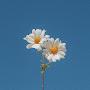 @flower-y5s
