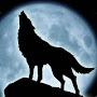 @Wolf05227