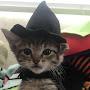 @wewmeow