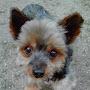 @bob3yorkie