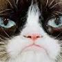 @GrumpyCatSupremacy