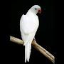 @raman.m5815