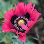@puzzleblume