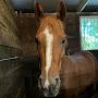 @Ponypals-rk