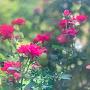 @pallavi_53