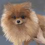 @Molly_Pomeranian