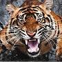 @jayasurya.k7710