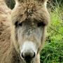 @donkey7577