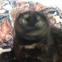 @catshepherd3102