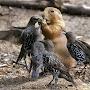 @kabulpetsinfo65