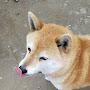 @かいちゃん-q8v
