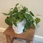 @Plantshelpmymentalhealth