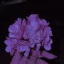 @Shahad-q6x