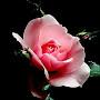 @alankar2907