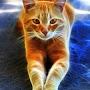 @SergeAli777