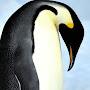 @Penguin404NotFound
