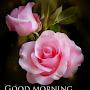 @nageshrao6363