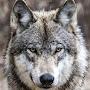 @greywolf6008
