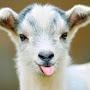 @goatman1786