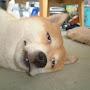 @MilonDoge