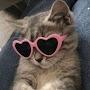 @Cute_Catq