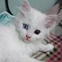 @さび猫-t9b