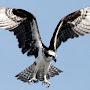 @OspreyFlyer