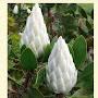 @jagannath69445