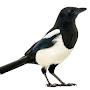 @a_magpie